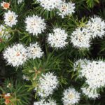 Багульник болотный — общий вид (Ledum palustre)