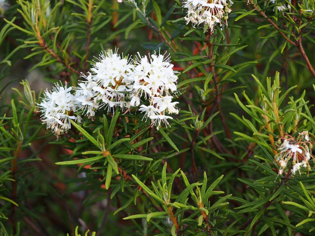 Багульник болотный — общий вид (Ledum palustre)