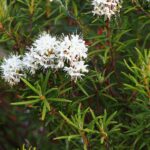 Багульник болотный — общий вид (Ledum palustre)