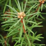 Багульник болотный — общий вид (Ledum palustre)