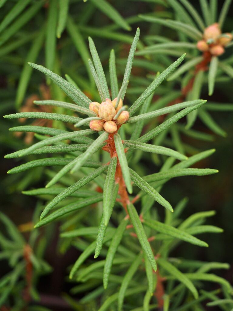 Багульник болотный — общий вид (Ledum palustre)