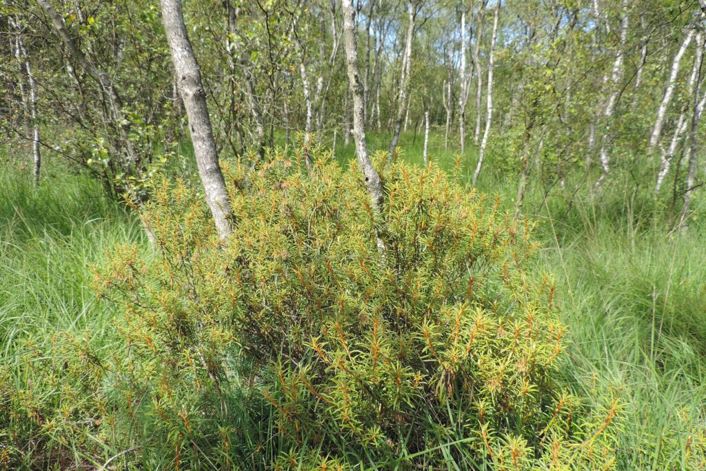 Багульник болотный — общий вид (Ledum palustre)