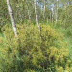 Багульник болотный — общий вид (Ledum palustre)