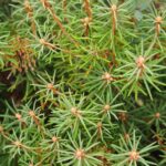 Багульник болотный — общий вид (Ledum palustre)