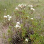 Багульник болотный — общий вид (Ledum palustre)