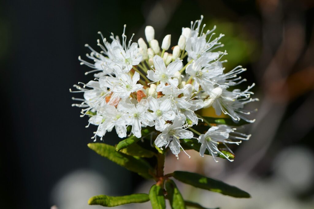Багульник болотный — общий вид (Ledum palustre)