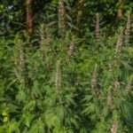 Пустырник сердечный — общий вид (Leonurus cardiaca)