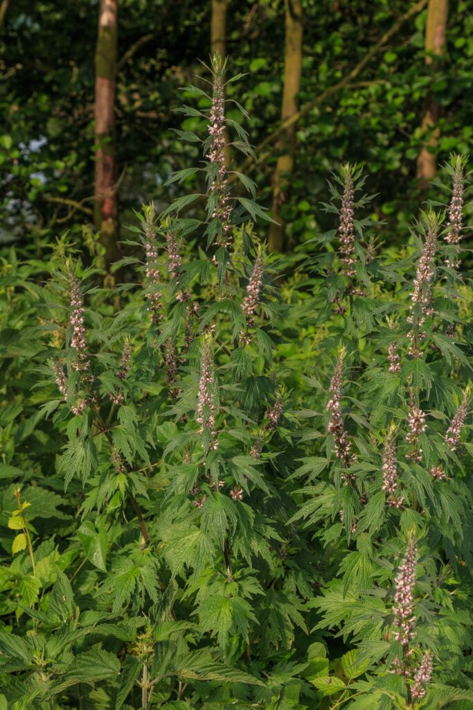 Пустырник сердечный — общий вид (Leonurus cardiaca)