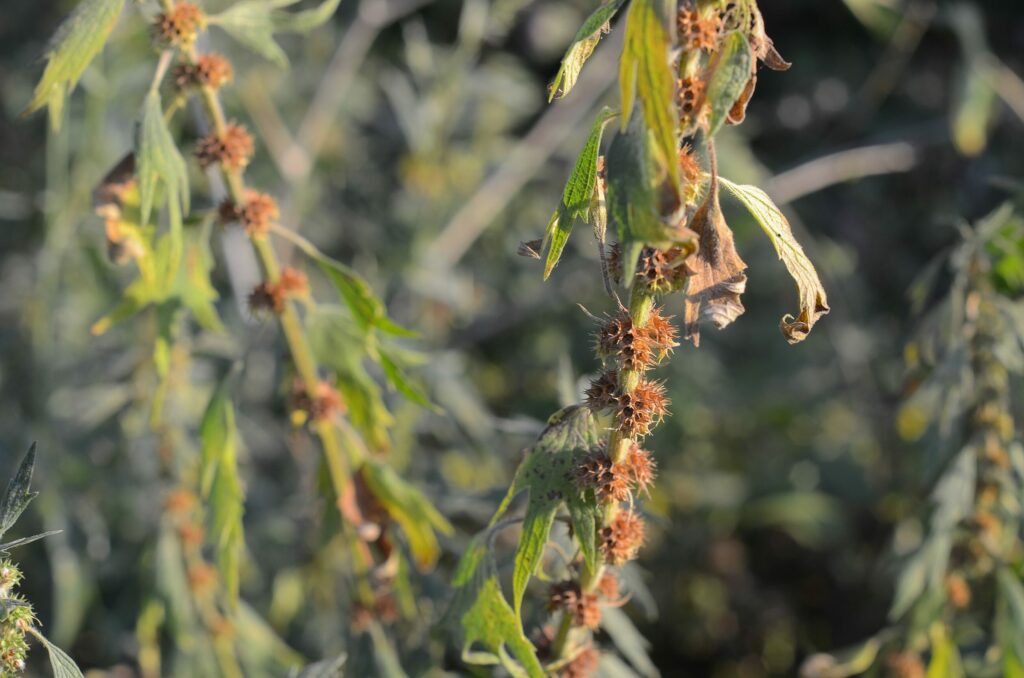 Пустырник сердечный — общий вид (Leonurus cardiaca)