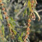 Пустырник сердечный — общий вид (Leonurus cardiaca)