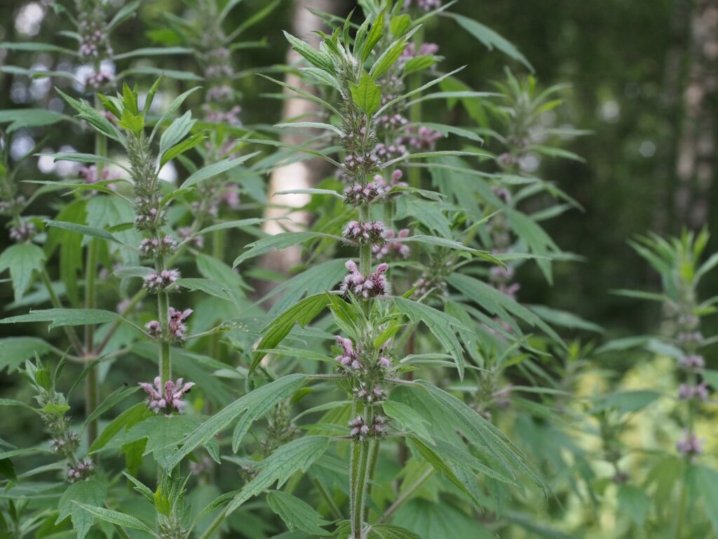 Пустырник сердечный — общий вид (Leonurus cardiaca)