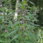 Пустырник сердечный — общий вид (Leonurus cardiaca)