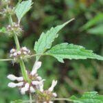 Пустырник сердечный — цветки (Leonurus cardiaca)