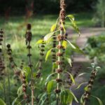 Пустырник сердечный — общий вид (Leonurus cardiaca)