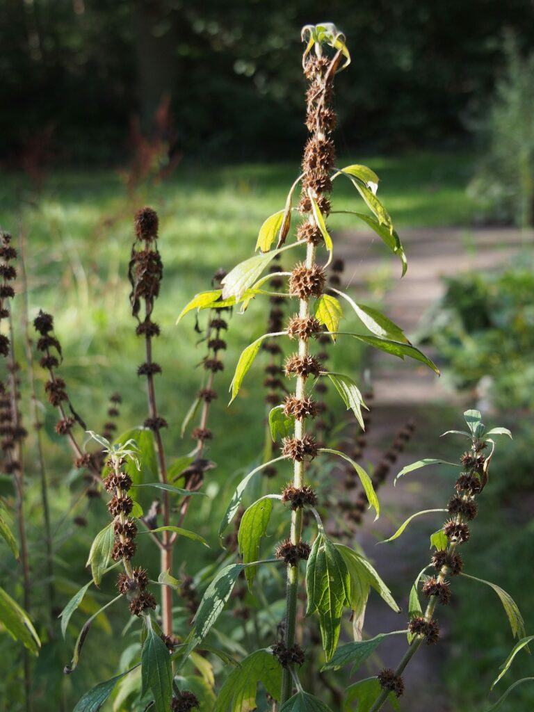 Пустырник сердечный — общий вид (Leonurus cardiaca)