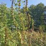 Пустырник сердечный (Leonurus cardiaca)