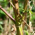 Пустырник сердечный (Leonurus cardiaca)