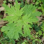 Пустырник сердечный (Leonurus cardiaca)