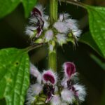 Пустырник сердечный (Leonurus cardiaca)