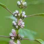 Пустырник сердечный (Leonurus cardiaca)