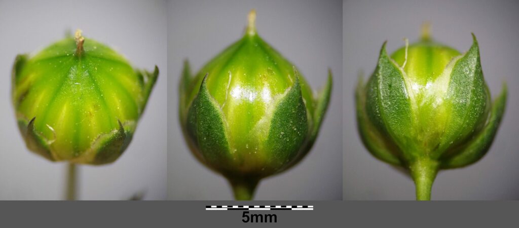 Лён посевной — focus:seeds (Linum usitatissimum)