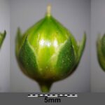 Лён посевной — focus:seeds (Linum usitatissimum)