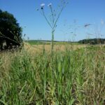 Лён посевной — focus:seeds (Linum usitatissimum)