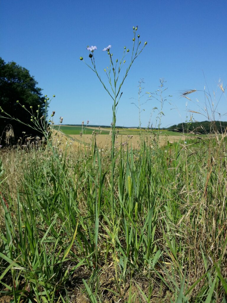 Лён посевной — focus:seeds (Linum usitatissimum)