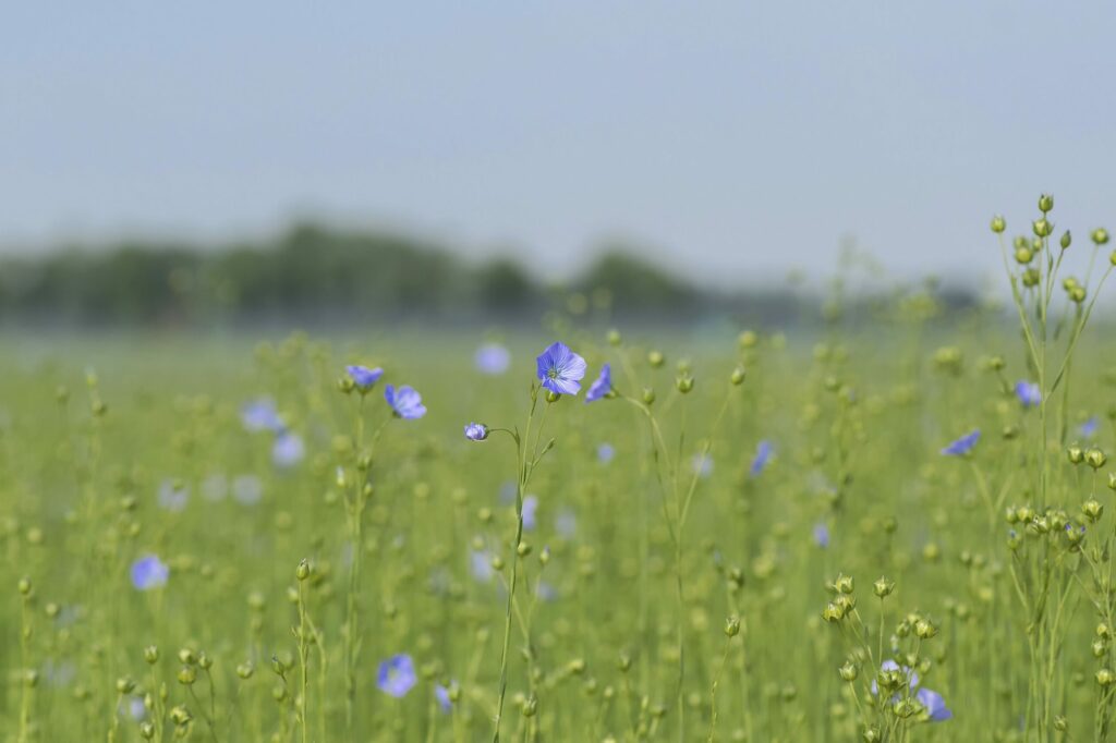 Лён посевной — общий вид (Linum usitatissimum)