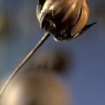 Лён посевной — плоды (Linum usitatissimum)