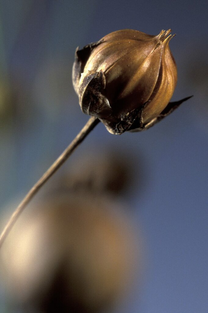 Лён посевной — плоды (Linum usitatissimum)