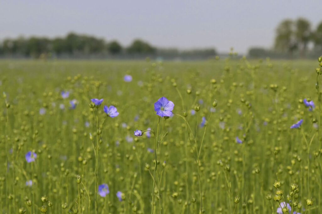 Лён посевной — общий вид (Linum usitatissimum)