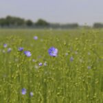 Лён посевной — общий вид (Linum usitatissimum)