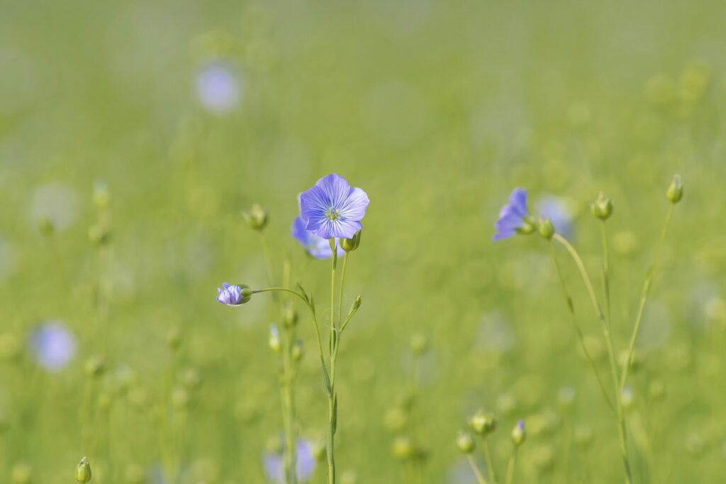 Лён посевной — общий вид (Linum usitatissimum)