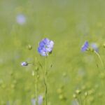 Лён посевной — общий вид (Linum usitatissimum)