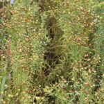 Лён посевной — общий вид (Linum usitatissimum)