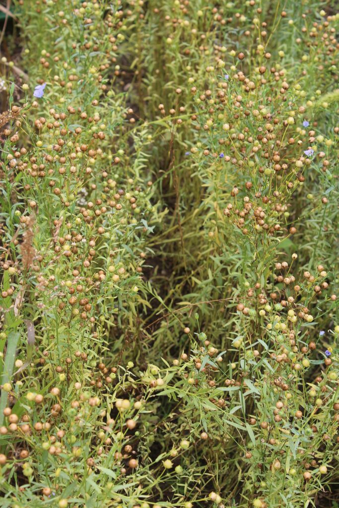 Лён посевной — общий вид (Linum usitatissimum)