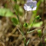 Лён посевной (Linum usitatissimum)