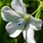 Лён посевной (Linum usitatissimum)