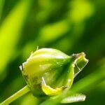 Лён посевной (Linum usitatissimum)