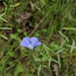 Лён посевной (Linum usitatissimum)