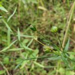 Лён посевной (Linum usitatissimum)
