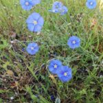 Лён посевной (Linum usitatissimum)