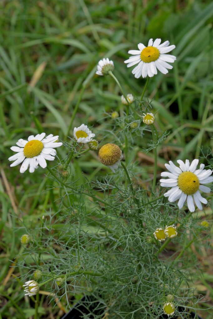 Ромашка аптечная — общий вид (Matricaria chamomilla)