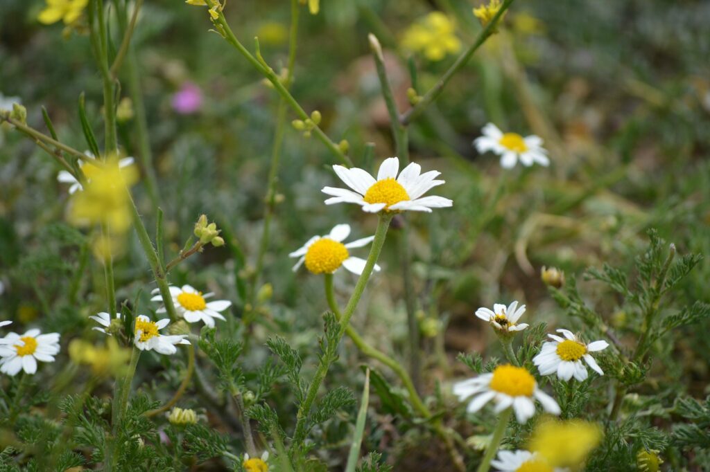 Ромашка аптечная — цветки (Matricaria chamomilla)