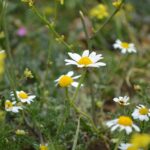 Ромашка аптечная — цветки (Matricaria chamomilla)