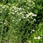 Ромашка аптечная — лист (Matricaria chamomilla)