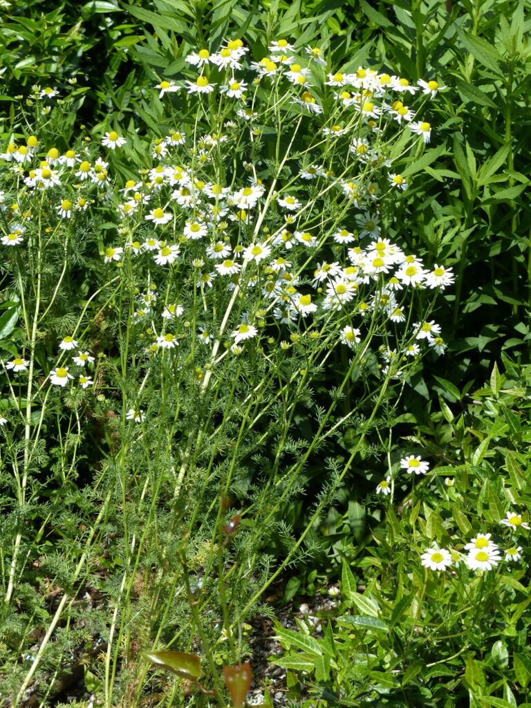 Ромашка аптечная — лист (Matricaria chamomilla)