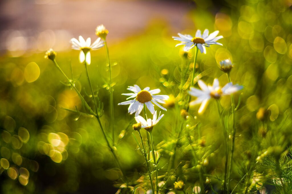 Ромашка аптечная — цветки (Matricaria chamomilla)