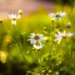 Ромашка аптечная — цветки (Matricaria chamomilla)
